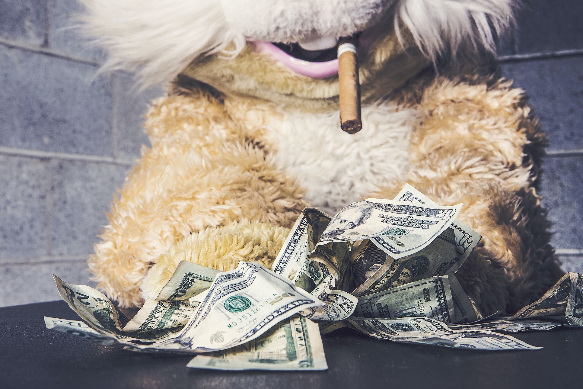 gratisography-cash-bunny-free-stock-photo.jpg
