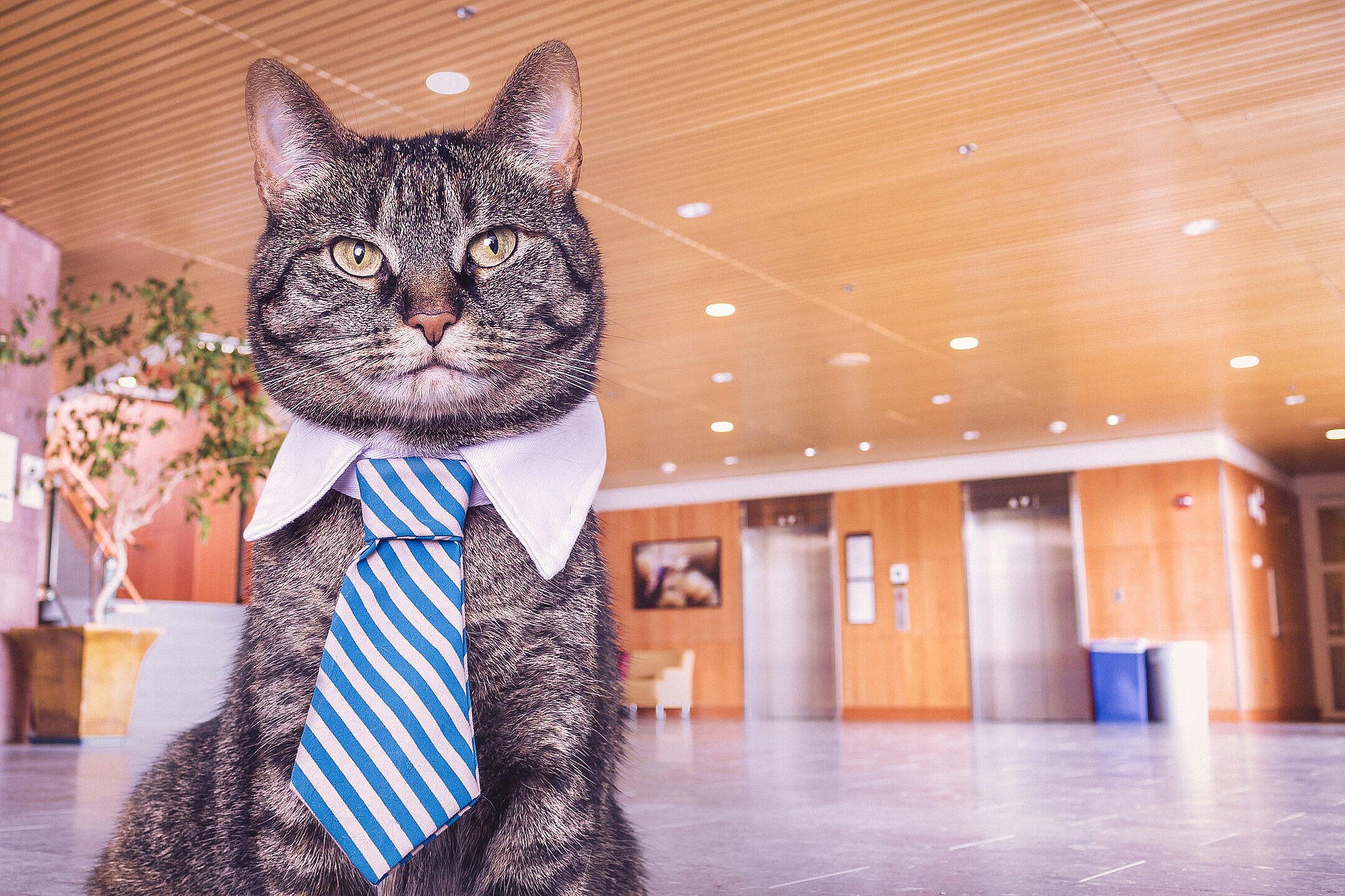 gratisography-cat-white-collar-tie-free-stock-photo.jpg