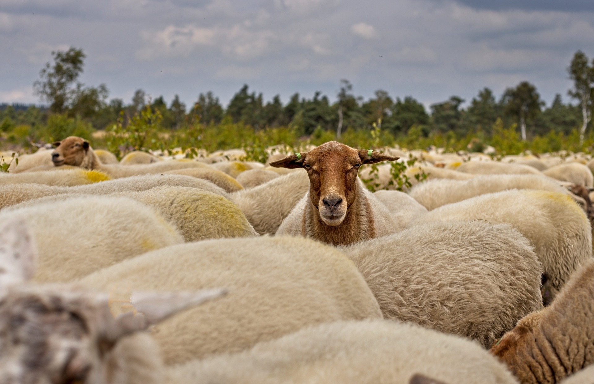 herd-of-sheep-one-standing-out.jpg